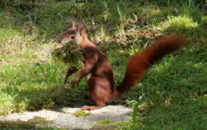 Baumeister Eichh&ouml;rnchen