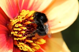 ABC-Foto: H wie Hummel