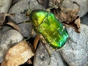 Nature Thursday # 1